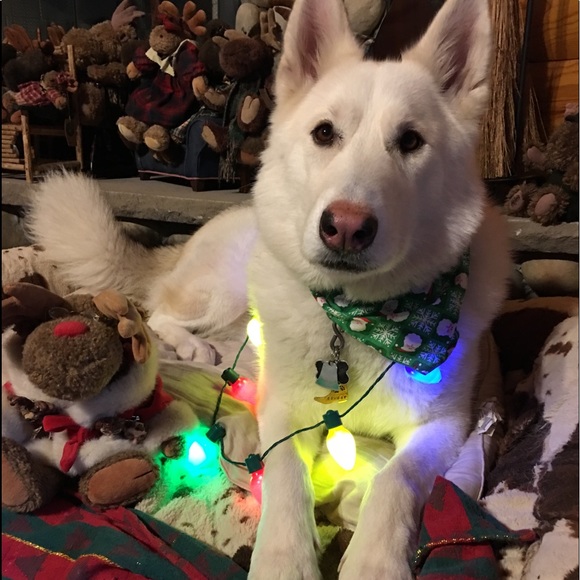 HOLIDAY - Picture 1 of 6